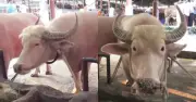 নারায়ণগঞ্জে বিরল অ্যালবিনো মহিষ ‘ডোনাল্ড ট্রাম্প’ ও ‘নেতানিয়াহু’