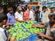 রাজশাহীতে শুরু হলো আম পাড়া, বাজারে গুটি আমের সমাহার