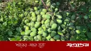 রাজশাহীতে গুটি আম নামানো শুরু, বাজারে আসছে মৌসুমের প্রথম আম