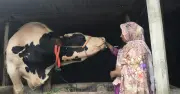 জামালপুরে ৩৩ মন ওজনের জমিদার গরু কোরবানির জন্য প্রস্তুত