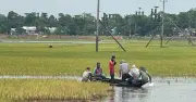 টানা বৃষ্টিতে সুনামগঞ্জে বোরো ধান নিয়ে কৃষকদের উদ্বেগ বাড়ছে