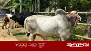 যশোরের দানবাকৃতির গরু ‘বিসিএস ক্যাডার’ কুরবানির হাট কাঁপাবে