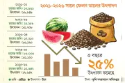 চট্টগ্রামে ফেলন ডালের উৎপাদন কমেছে ২৫ শতাংশ, কৃষকরা হতাশ