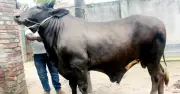 দিনাজপুরের ৩০ মনের ‘সম্রাট’ ষাঁড়ের দাম ১২ লাখ টাকা