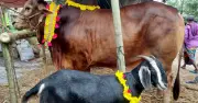 ঈদুল আজহায় কোরবানি: পশু নির্বাচন, বয়স ও ফ্রি পণ্যের বিধান