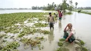 ভোলায় টানা বৃষ্টিতে কৃষকদের ২৬ কোটি টাকার ফসলের ক্ষতি