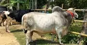 বিসিএস ক্যাডার নামের ষাঁড়টির দাম ১৪ লাখ ৫০ হাজার টাকা