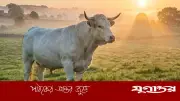 কুরবানির এক ভাগে দুইজন শরিক হলে কী হবে? জেনে নিন ইসলামী বিধান