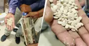 ভারতে প্রথমবার জব্দ জিহাদি ড্রাগ ক্যাপ্টাগন, গ্রেফতার ১ সিরীয়