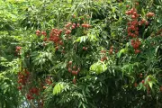 ঢাকা বিশ্ববিদ্যালয়ের প্রথম নারী প্রক্টর নিয়োগ