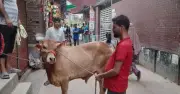 পরিবারের সব সদস্যের জন্য কোরবানি ওয়াজিব কিনা জানুন বিস্তারিত