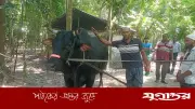 বাবুগঞ্জে ৩৫ মণের ‘বাদশা’ ষাঁড়, কুরবানির হাট কাঁপানোর প্রস্তুতি