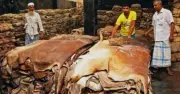 খুলনায় স্থায়ী চামড়ার বাজার চান ব্যবসায়ীরা