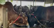 চট্টগ্রামে কোরবানিতে পশুর চাহিদা ৮ লাখ ১৮ হাজার, উৎপাদন কমেছে ৩৫ হাজার
