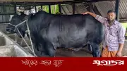 খালেদা জিয়াকে উপহার দেওয়া ‘কালো মানিক’ কুরবানির হাটে, দাম ২২ লাখ