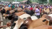 ভোলায় ঈদে পশুর হাট জমজমাট, প্রস্তুত লক্ষাধিক পশু