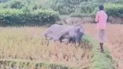 গাজীপুরে ভয়াবহ আগুনে ১০ দোকান পুড়ে ছাই
