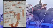 সিরাজগঞ্জে খামারিদের রক্তমাখা চিঠি দিয়ে হত্যার হুমকি