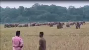 শেরপুরে ধানখেতে বৈদ্যুতিক ফাঁদে আহত হাতি, স্থানীয়দের বাধায় উদ্ধার ব্যর্থ