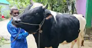 ব্রাহ্মণবাড়িয়ায় ৩৫ মণের ‘কালো মানিক’, দাম ১৮ লাখ টাকা