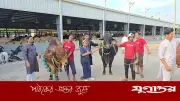 নরসিংদীতে দেশীয় গরুর সমাহার, লাইভ ওয়েটে কেজি ৬৫০ টাকা