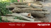 খাল খননের নামে ফরিদপুরে তিন শতাধিক গাছ কাটার অভিযোগ, তদন্ত কমিটি গঠন