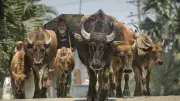 মকবুল শেখের মহিষ চরানোর দিন: এক ছবির গল্প