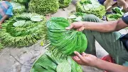 টরকীতে ঐতিহ্যবাহী পানের হাট: কোটি টাকার বাণিজ্য ও সংকটের গল্প
