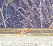 বেড়ির খালে বাঘের সাঁতার: সুন্দরবনে বিরল মুহূর্তের সাক্ষী