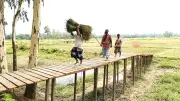 বিএনপি নেতার উদ্যোগে ফসল পারাপারের দুর্ভোগ কমাতে এমপি শান্তর ভূমিকা