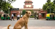 ভারতে রাস্তা ও জনবহুল এলাকা থেকে বেওয়ারিশ কুকুর সরানোর নির্দেশ সুপ্রিম কোর্টের