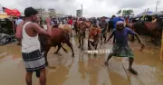 ঈদুল আজহায় পশুর হাটে নিরাপত্তা জোরদার করবে ডিএমপি