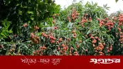কিশোরগঞ্জের মঙ্গলবাড়িয়ার লিচু বিদেশে রপ্তানি, সম্ভাবনা ১২ কোটি টাকা