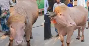 বাংলাদেশে ট্রাম্প নামের মহিষ আন্তর্জাতিক সংবাদমাধ্যমে ভাইরাল