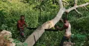 ফরিদপুরে খাল পুনঃখননে ২০০ গাছ কাটার অভিযোগ