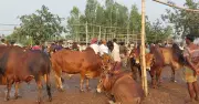 রংপুরে ২০ লাখের বেশি কোরবানির পশু প্রস্তুত, উদ্বৃত্ত ৫ লাখ