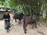 কুষ্টিয়ায় ৪০ মণ ওজনের মহিষ, ১৪ লাখ টাকা দাম