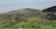 ঈদুল আজহায় রাজধানীর পশুর হাটের ইজারায় বিএনপির প্রাধান্য