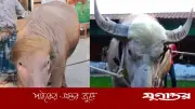 পাকিস্তানের গণমাধ্যমে বাংলাদেশের ‘ডোনাল্ড ট্রাম্প’ মহিষ ও ‘নেতানিয়াহু’ গরু