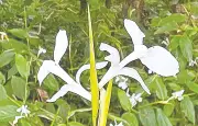 বৈশাখে শীতলপাটি ফুলের সৌন্দর্য ও ঐতিহ্য