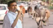 পশ্চিমবঙ্গে গরু কেনাবেচা নিষেধাজ্ঞা: গ্রামীণ অর্থনীতিতে ধাক্কা, তীব্র বিতর্ক