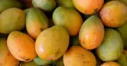 গ্রীষ্মের মৌসুমে দেশি আম চেনার সহজ উপায় ও জাতভেদে বৈশিষ্ট্য