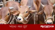 যুক্তরাষ্ট্রে পাকিস্তানি কূটনীতিকের ওপর হামলা