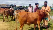 লাইভ ওয়েটে কোরবানির পশু কেনা: স্বচ্ছতা ও নির্ভুলতার নতুন পদ্ধতি