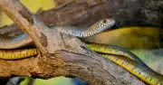 ভারতের গ্রাম যেখানে সাপের সঙ্গে মানুষের সহাবস্থান স্বাভাবিক
