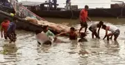গাইবান্ধায় ঝড়ে ভিজিএফের চালবোঝাই দুটি নৌকাডুবি, ৪৬৭ বস্তা চাল তলানি