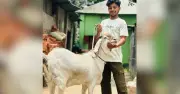নীলফামারীতে 'সুলতানের সুলতান': ৬৫ কেজির ব্যতিক্রমী খাসি কোরবানির বাজারে