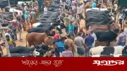 ঈদ ঘনিয়ে এলেও পাইকারশূন্য সাতমাইল পশুর হাট, দুশ্চিন্তায় খামারিরা