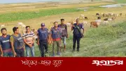 পদ্মার চরে সন্ত্রাসীদের তাণ্ডব, গুলি করে অপহরণ, ১৭৬ গরু লুট