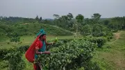 চা-শ্রমিকদের কষ্টের গল্প: বিশ্রাম নেই, চিকিৎসা দূরের পথ